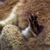 Koala - Phascolarctos cinereus o3236